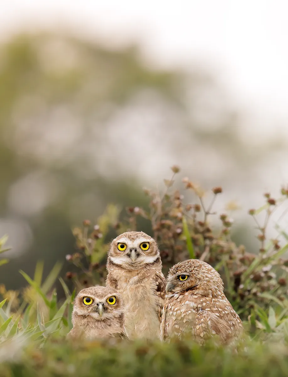 Búhos en la pradera