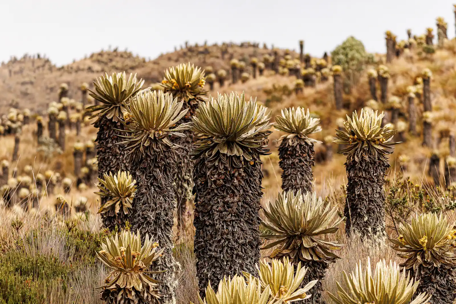 Frailejones páramo