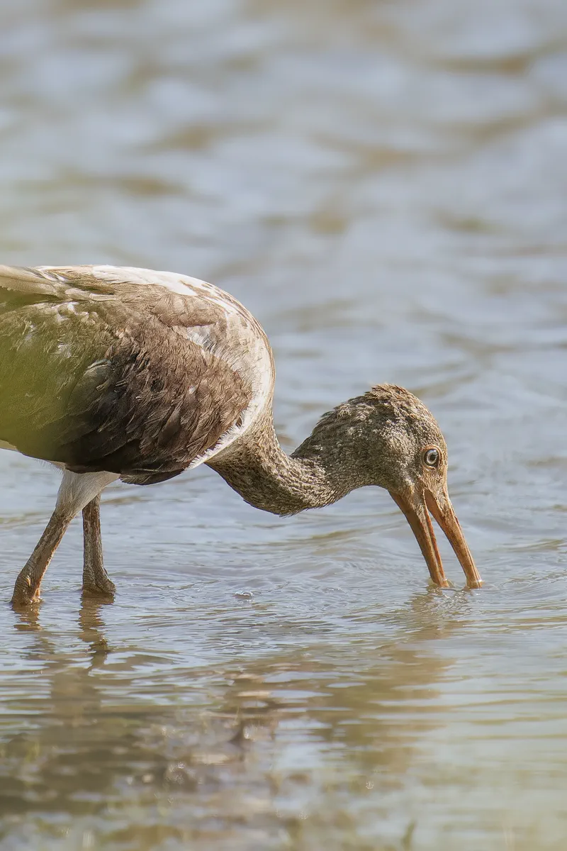 Ibis