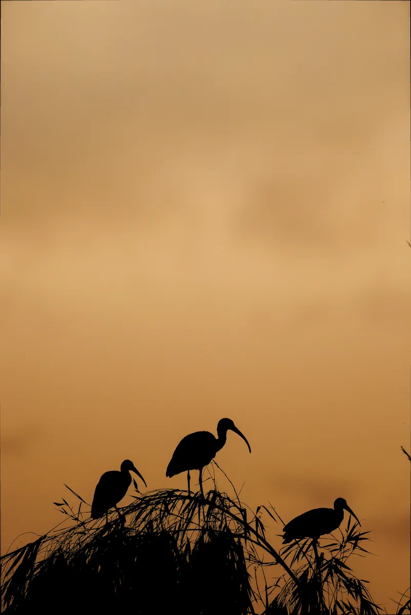 Ibis al atardecer